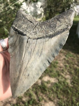 Huge 5.  97” Megalodon Tooth Fossil Shark Teeth Weighs 1 Pound Patho 8