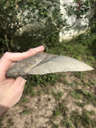 Huge 5.  97” Megalodon Tooth Fossil Shark Teeth Weighs 1 Pound Patho 9