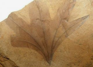 Museum Grade Cretaceous Angiosperm Leaf Fossil - Dakota Formation,  Kansas
