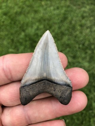Gorgeous 2.  12” Chubutensis Fossil Shark Tooth 100 Natural No Restoration 2