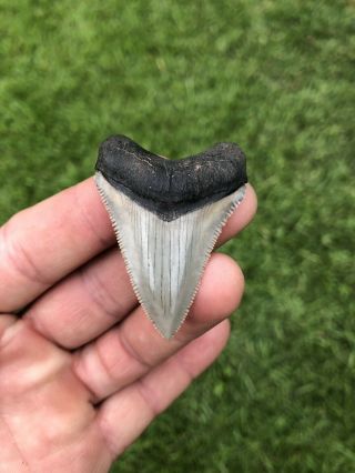 Gorgeous 2.  12” Chubutensis Fossil Shark Tooth 100 Natural No Restoration 3