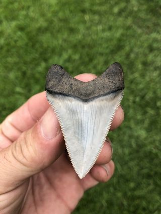 Gorgeous 2.  12” Chubutensis Fossil Shark Tooth 100 Natural No Restoration 4