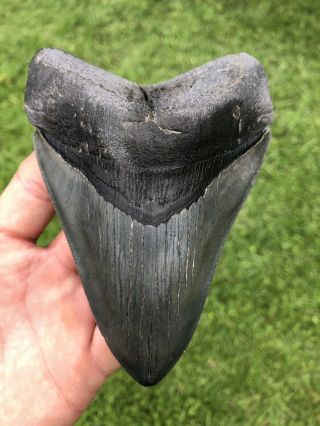 Large Serrated 5.  01” Megalodon Shark Tooth 100 Natural - No Restoration.