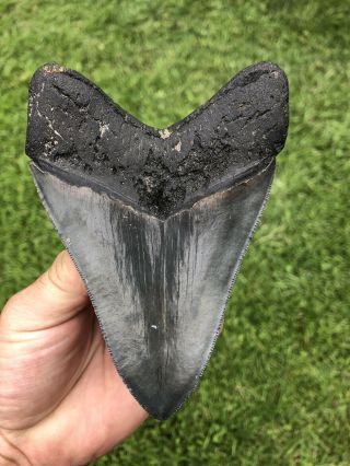 Large Serrated 5.  01” Megalodon Shark Tooth 100 natural - NO restoration. 2