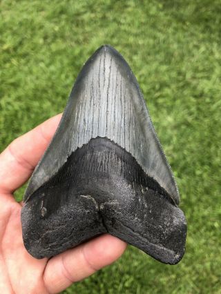 Large Serrated 5.  01” Megalodon Shark Tooth 100 natural - NO restoration. 3