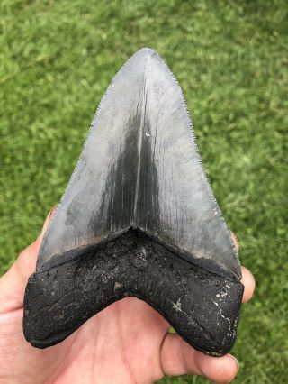 Large Serrated 5.  01” Megalodon Shark Tooth 100 natural - NO restoration. 4