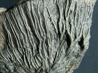 A Huge 430 Million Year Old Natural Crinoid Fossil Or Sea Lily Fossil 2235gr E
