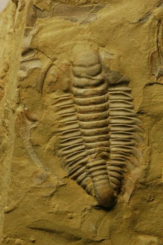 Rare Granulated Early Cambrian Trilobite Malong Biota Drepanopyge Mirabilis