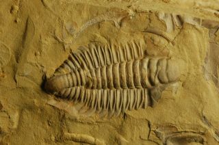 Rare granulated Early Cambrian Trilobite Malong biota Drepanopyge mirabilis 2