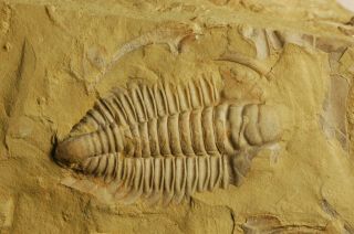 Rare granulated Early Cambrian Trilobite Malong biota Drepanopyge mirabilis 3