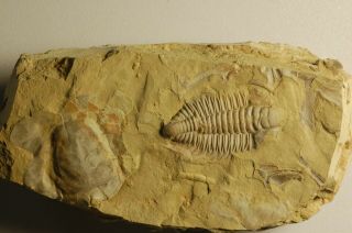 Rare granulated Early Cambrian Trilobite Malong biota Drepanopyge mirabilis 4