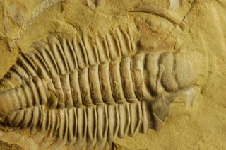 Rare granulated Early Cambrian Trilobite Malong biota Drepanopyge mirabilis 5
