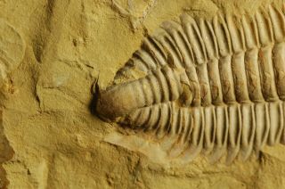 Rare granulated Early Cambrian Trilobite Malong biota Drepanopyge mirabilis 6