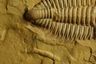 Rare granulated Early Cambrian Trilobite Malong biota Drepanopyge mirabilis 7