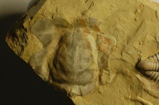 Rare granulated Early Cambrian Trilobite Malong biota Drepanopyge mirabilis 8