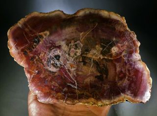 Petrified Wood Slab From Madagascar – Mbpwsl01