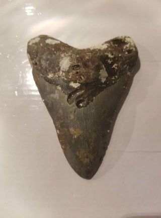 4.  62 Inch Prehistoric Megalodon Sharks Tooth Fossil