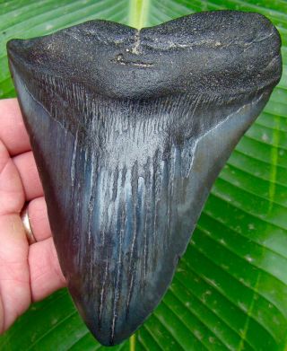 Megalodon Shark Tooth - 5 & 3/8 In.  - Real Fossil - No Restorations