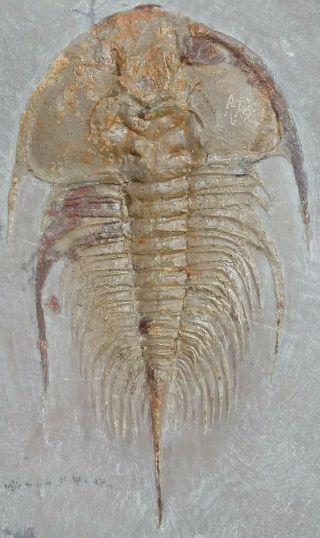 Trilobite Fossil Olenellus Chiefensis Nevada