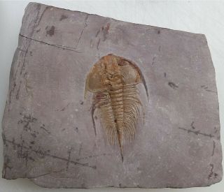 Trilobite Fossil Olenellus Chiefensis Nevada 2