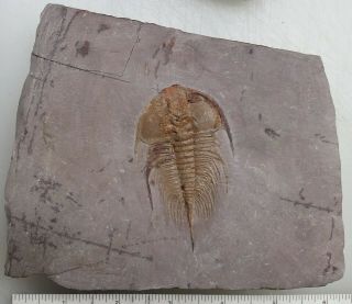 Trilobite Fossil Olenellus Chiefensis Nevada 3