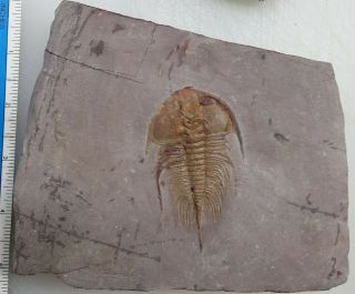 Trilobite Fossil Olenellus Chiefensis Nevada 4