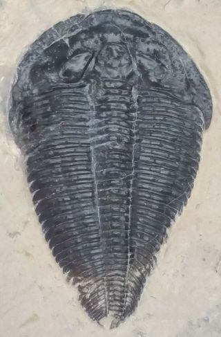 Trilobite Fossil Altiocculus Harrisi