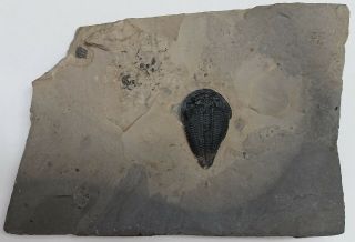 Trilobite Fossil Altiocculus Harrisi 2