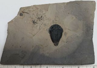 Trilobite Fossil Altiocculus Harrisi 3