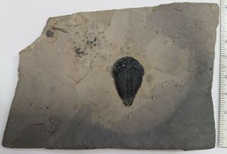Trilobite Fossil Altiocculus Harrisi 4