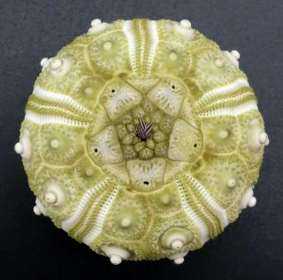 Extremely Rare Hesperocidaris Perplexa 37.  5 Mm Mexico Sea Urchin