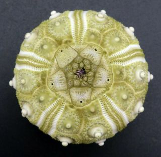 Extremely rare Hesperocidaris perplexa 37.  5 mm Mexico sea urchin 3