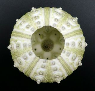 Extremely rare Hesperocidaris perplexa 37.  5 mm Mexico sea urchin 4