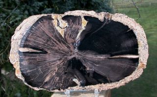 Sis: Stunning 8 ",  Eden Valley Wyoming Petrified Wood Round - My Best