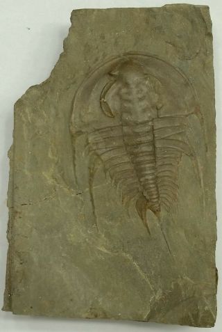 Trilobite Fossil Olenellus Sp Nevada
