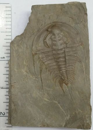 Trilobite Fossil Olenellus sp Nevada 2
