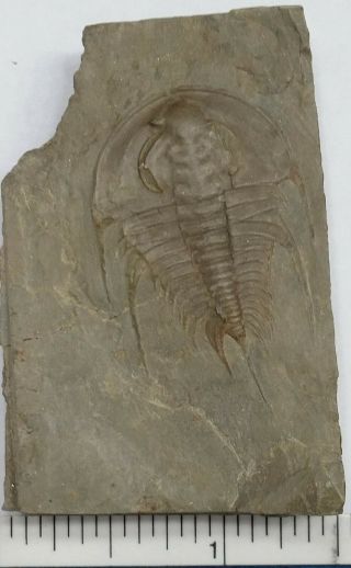 Trilobite Fossil Olenellus sp Nevada 3