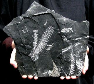 Extinctions -,  Large White Fern Fossil Display Plate From Pa