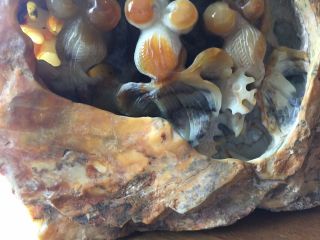 NATURAL AGATE CHINESE CARVING OF GOLD FISH 8 