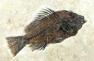 Cockerellites Liops Priscacara Fossil Fish Green River Formation Wyoming