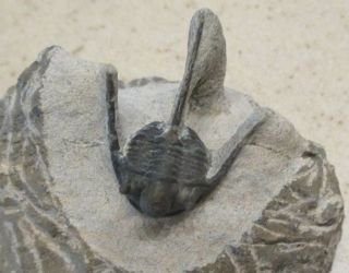 Spiny Fossil Trilobite Cyphasipis (otarion) Lower Devonian Morocco
