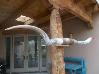 Mounted Steer Horns Pretty 6 Foot 8 1/2 Inch Longhorn Polished Mount Bull Cow