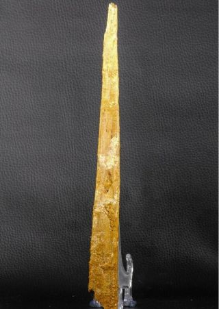 07039 - Top Rare 11.  02 Inch Alanqa Saharica Azhdarchid Pterosaur Dentary Bone