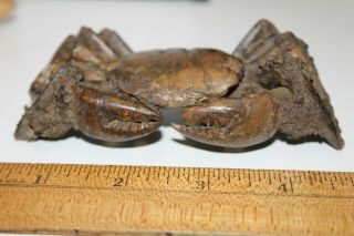 Crab Fossil Xantho (lophoxanthus) Scaberrimus W.  Java Bodjong Formation Cb3