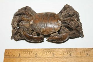CRAB FOSSIL Xantho (Lophoxanthus) scaberrimus W.  Java Bodjong Formation CB3 2