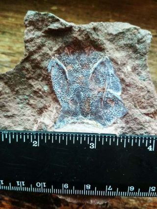 Devonian Armored Placoderm,  Bony Fish Kujdanowiaspis Buczacziensis? Or Sp