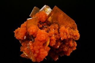 AESTHETIC Wulfenite & Mimetite Crystal Cluster SAN FRANCISCO MINE,  MEXICO 12
