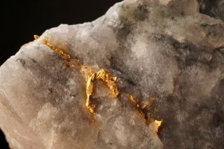 CLASSIC Native Gold with Quartz & Schist HOMESTAKE MINE,  SOUTH DAKOTA 10