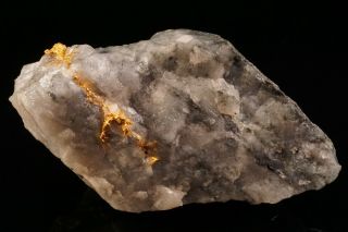 CLASSIC Native Gold with Quartz & Schist HOMESTAKE MINE,  SOUTH DAKOTA 11