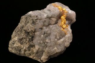 CLASSIC Native Gold with Quartz & Schist HOMESTAKE MINE,  SOUTH DAKOTA 12